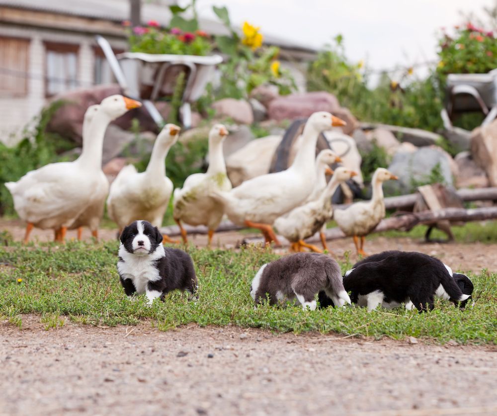 Coping with Coprophagia